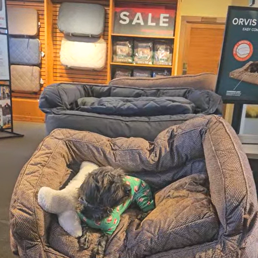 A small dog wearing a Christmas-themed sweater resting on a brown pet bed inside a furniture store. The store displays sale signs and various cushions and mattresses on the shelves in the background.