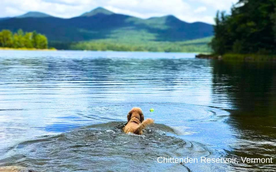 A dog swimming in Chittenden Reservoir in Vermont after a ball, with mountains and trees in the background.