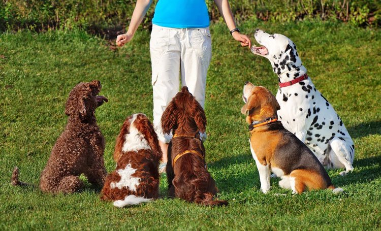 Person standing in dog park with five dogs sitting attentively