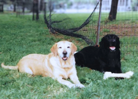 Two dogs, a yellow Labrador Retriever and a black Labrador, lying on grass in front of a damaged fence in a backyard.