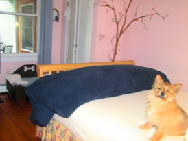 A small dog sitting on a bed with a dark blue blanket and a white sheet, in a room with pink walls and a window.