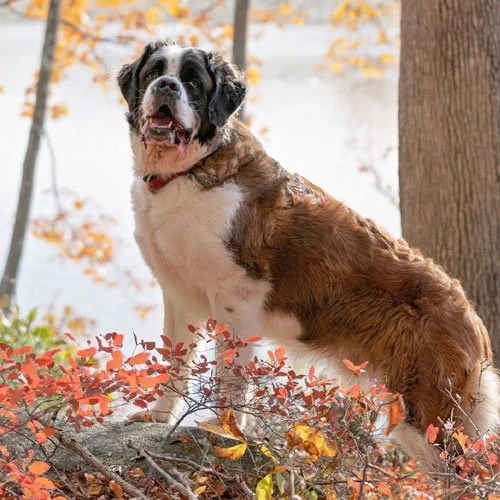 Saint Bernard dog hiking in Vermont during fall foliage