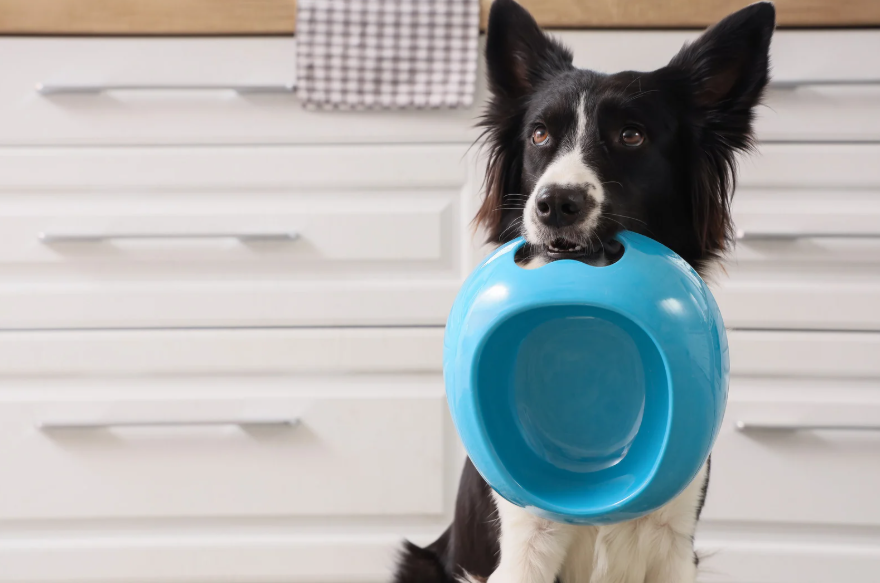 Black and white dog holding a blue plastic bowl in its mouth in a kitchen with white cabinets.