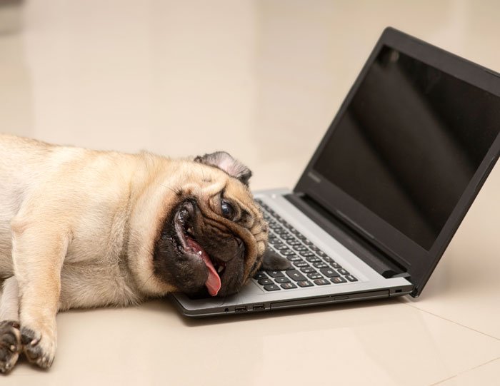 A pug dog lying on its side with its head resting on a laptop keyboard, sticking out its tongue.