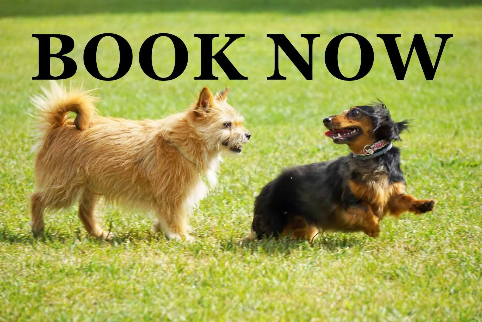 Two dogs on grass with the words 'Book Now' in bold black letters at the top.