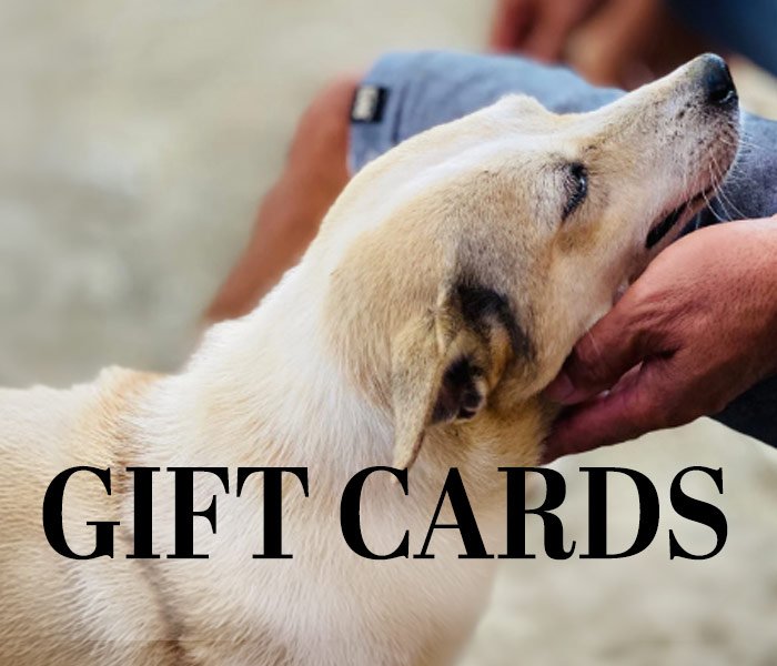 A dog being petted, with the words "GIFT CARDS" overlaid on the image.