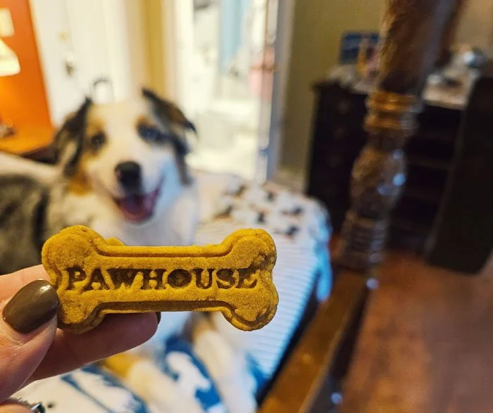 Close up of homemade dog cookie stamped 'Paw House' with a dog in the background