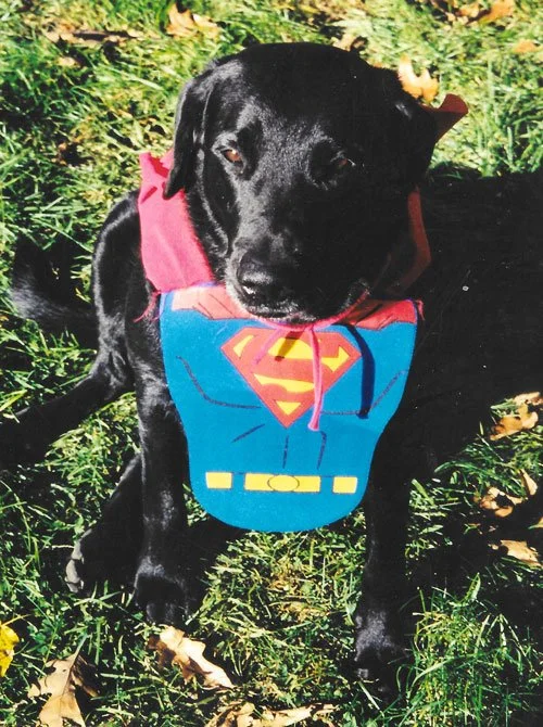 A black dog wearing a Superman costume with a red cape and a blue suit with the 'S' emblem, sitting on grass with fallen leaves.