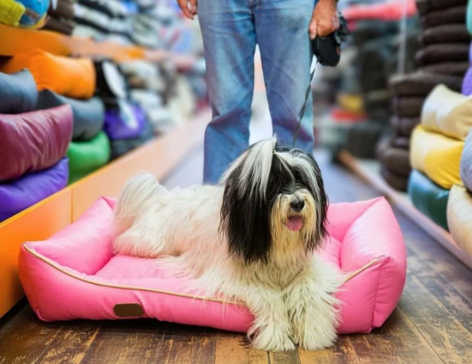 A long-haired black and white dog resting on a pink pet bed in a store aisle.