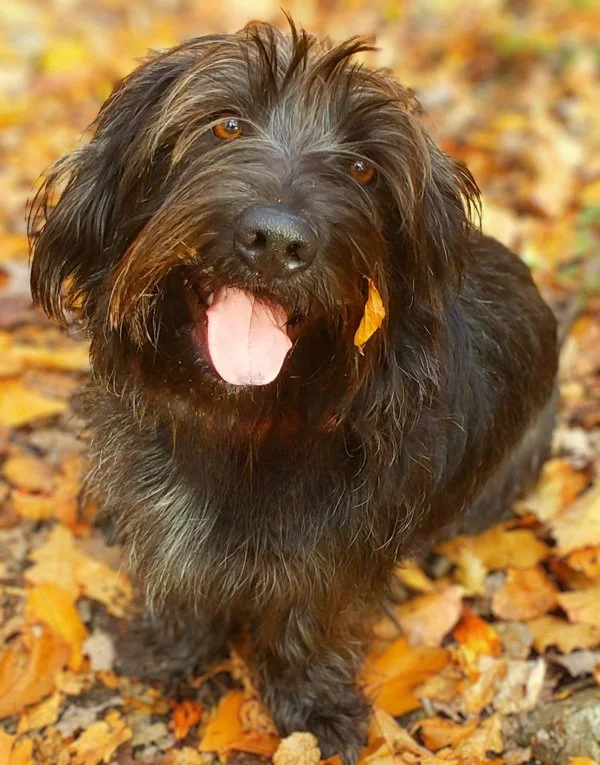 A happy black dog with brown eyes and a pink tongue sticking out, walking among fallen autumn leaves.
