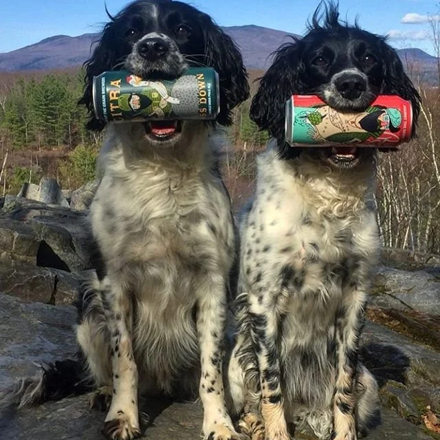 Two black and white dogs holding beer cans in their mouths outdoors near a rocky area with Vermont mountains in the background.