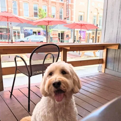A happy dog sitting on a porch at a dog friendly restaurant near Killington Vermont