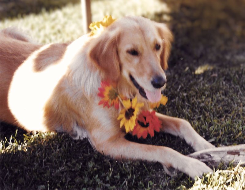 Golden retriever wearing fall-themed flower necklace and lying on grass