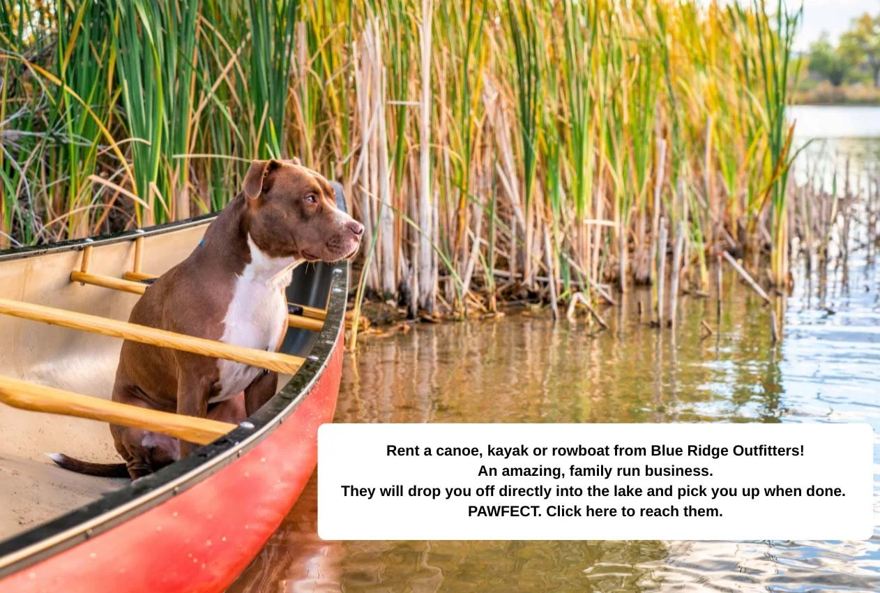Dog sitting in red canoe looking at water