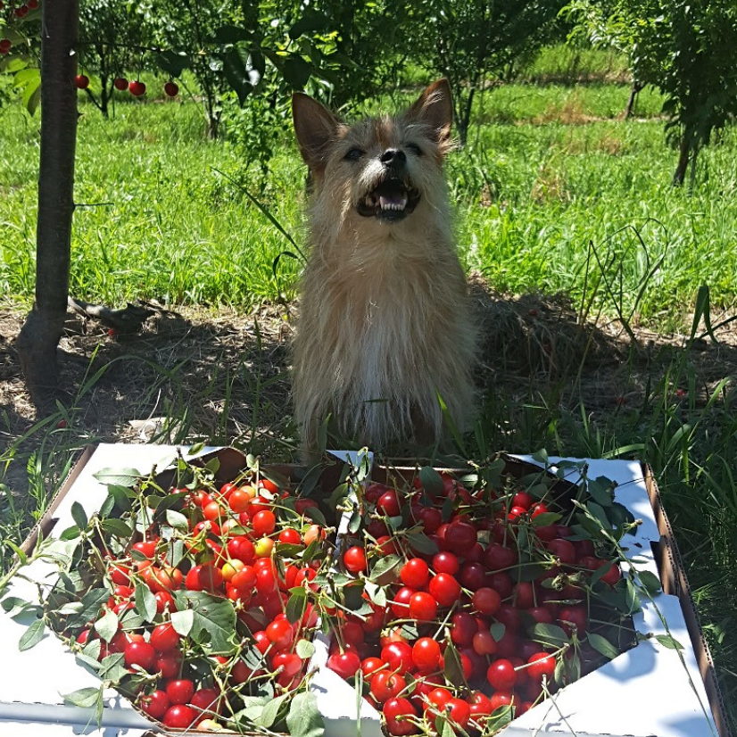 Small terrier sitting in front of freshly picked cherries at Vermont dog-friendly orchard