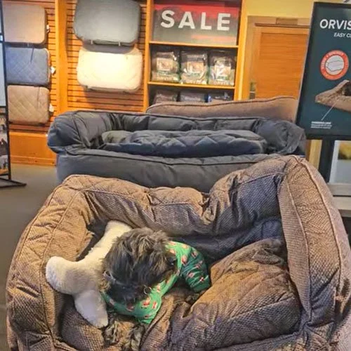 A dog in Christmas jammies in and over-sized dog bed in a dog-friendly shop selling pet furniture and accessories