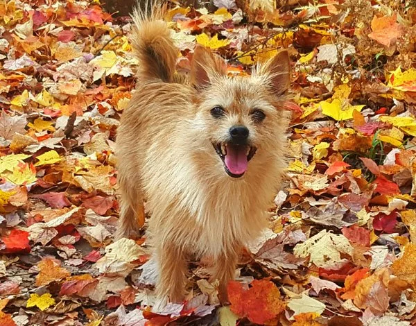 A happy dog standing among colorful autumn leaves.