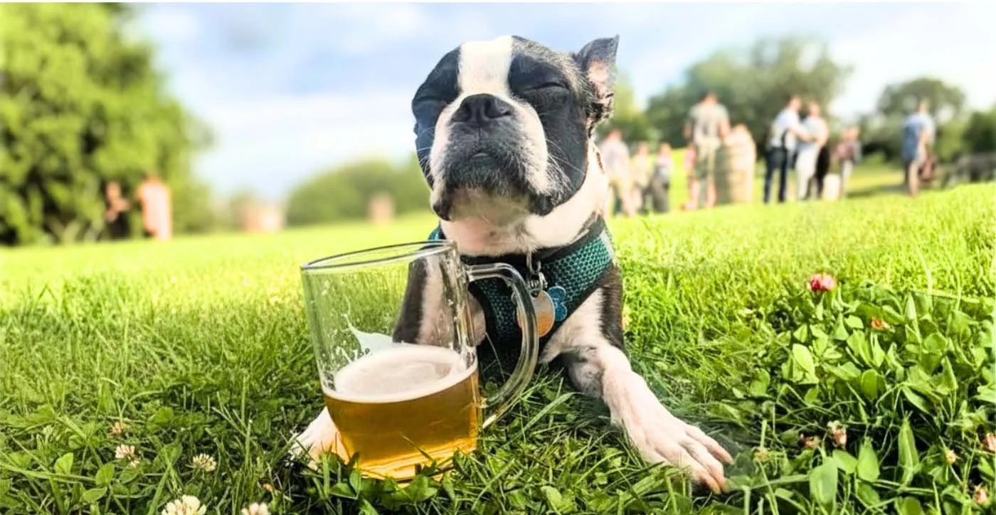 A Boston Terrier dog lying on grass next to a mug of beer outdoors with people socializing in the background on a sunny day.