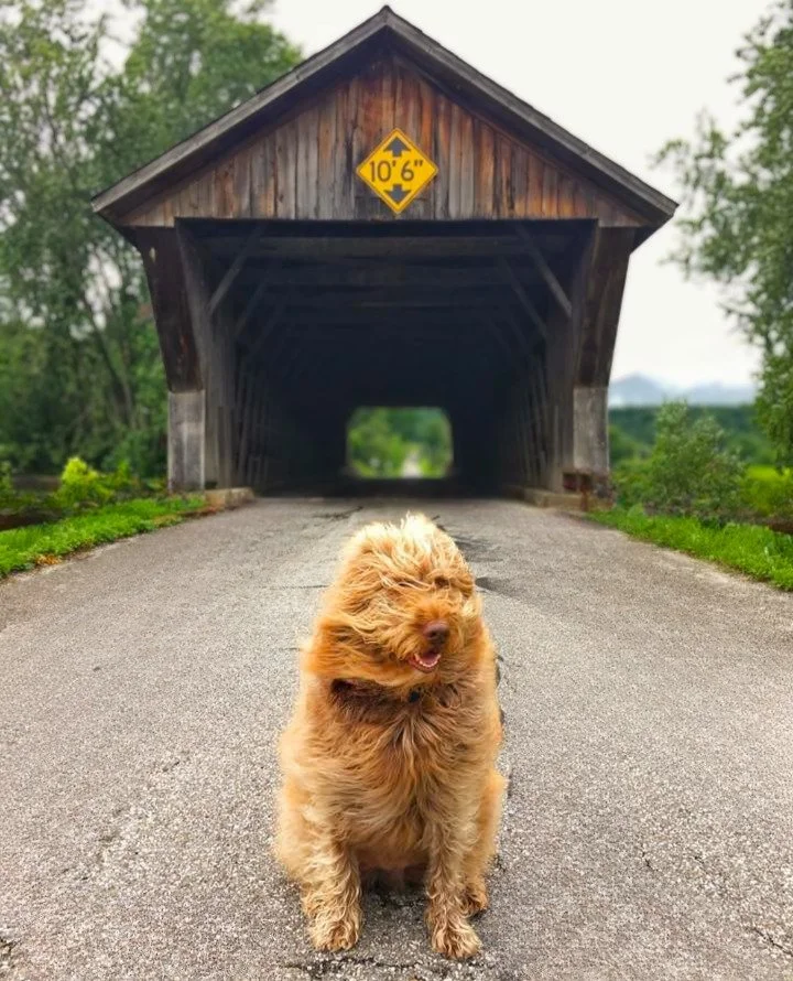 A fluffy, wind-blown golden dog sitting  in front of a wooden covered bridge in Vermont