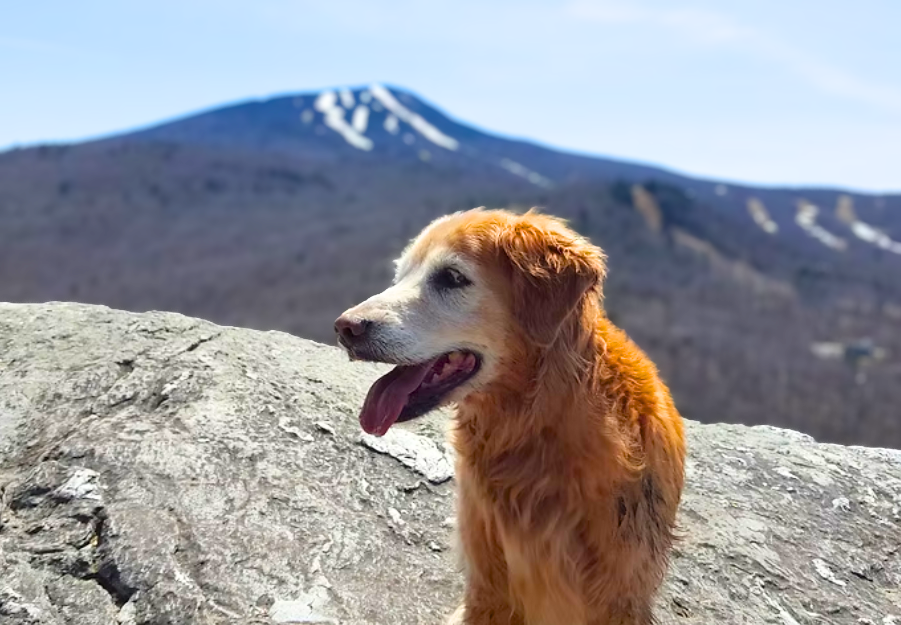 A golden retriever dog sitting on a rock with a mountain and snow patches in the background.