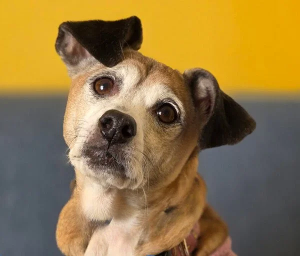 Close-up of a small dog with one ear up and one ear down, looking directly at the camera against a yellow and gray background.