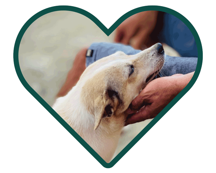 A playful dog biting a person's hand inside a heart-shaped frame.