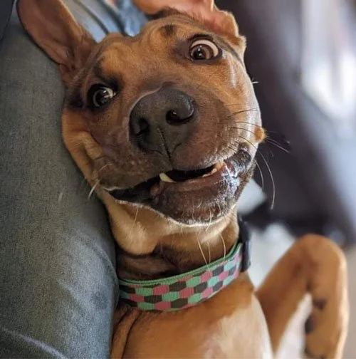 A happy brown dog with a big smile, lying on its side in a car, wearing a colorful collar.