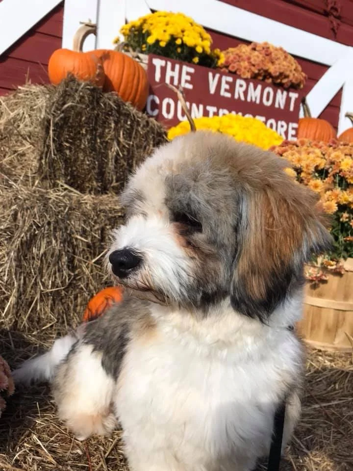 A fluffy puppy with patches of gray, white, and brown fur sitting among hay and pumpkins, with a sign and colorful flowers in the background.