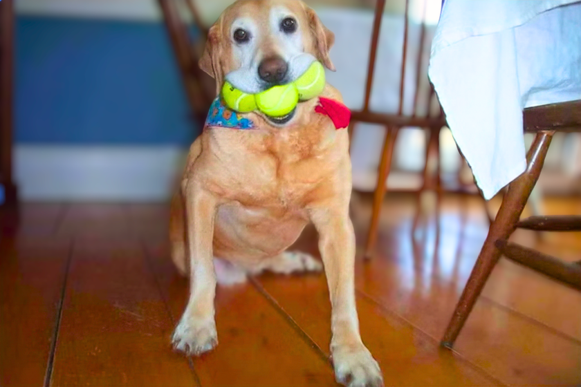 A dog sitting on a wooden floor holding a green tennis ball in its mouth, with more tennis balls around its neck, under a dining table.