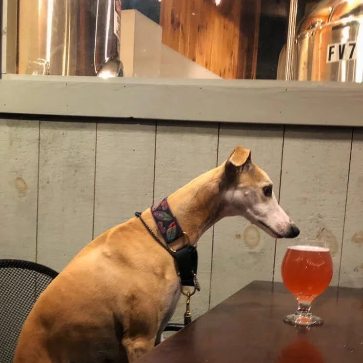 A dog sitting at a table next to a glass of beer in a bar or restaurant setting.