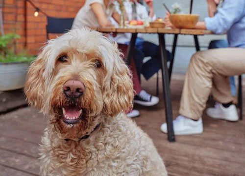 A friendly, curly-haired dog sitting on a wooden deck with people dining at a table in the background.