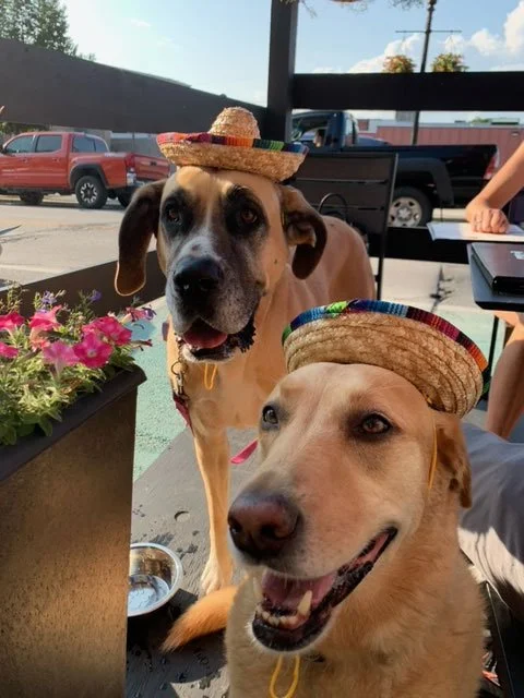 Two dogs wearing sombreros, sitting outdoors at a table with flowers and a person in the background.