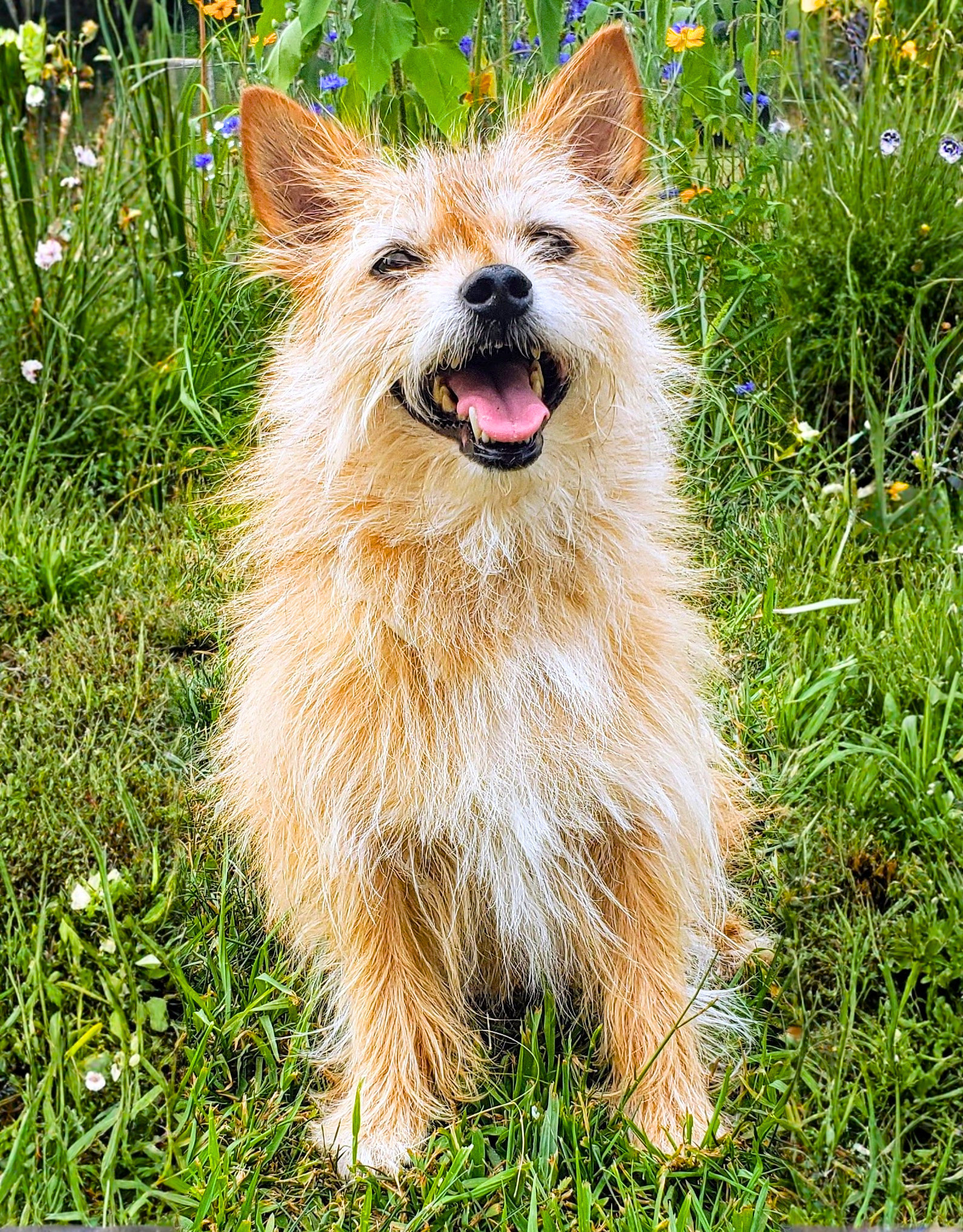 Happy scruffy dog with tan and white fur sitting in a grassy field with small colorful wildflowers.