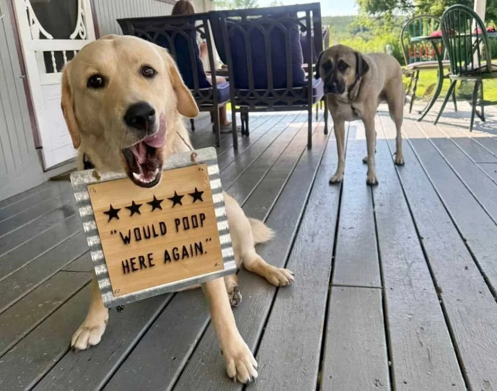 A happy Labrador Retriever wearing a sign that says 'Would Poop Here Again,' sitting on a wooden deck, with another dog standing nearby in the background.