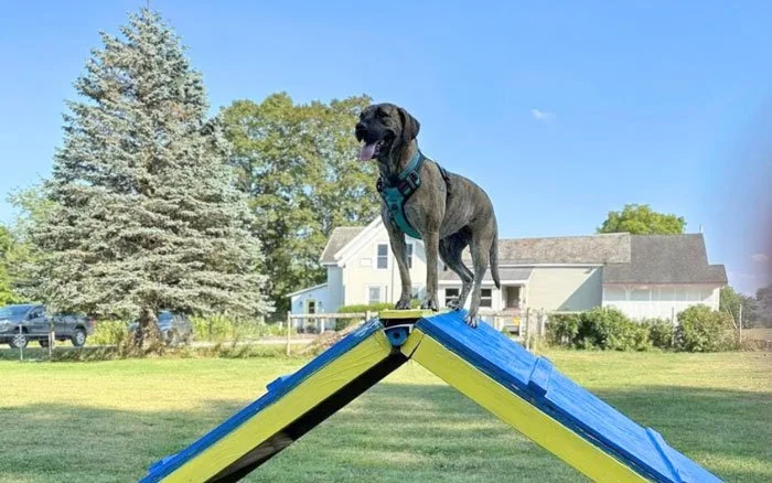 Dog standing on top of an agility ramp in a fenced in park at a dog-friendly Vermont lodging