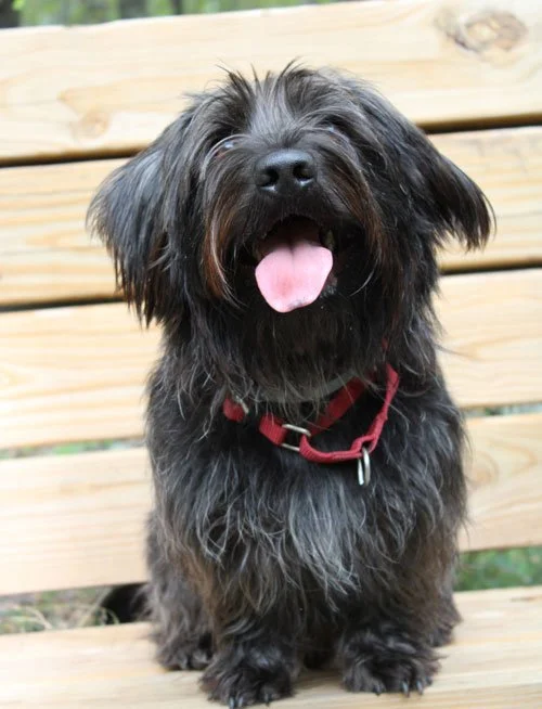 A happy black and gray shaggy dog with its tongue out, sitting on a wooden bench.