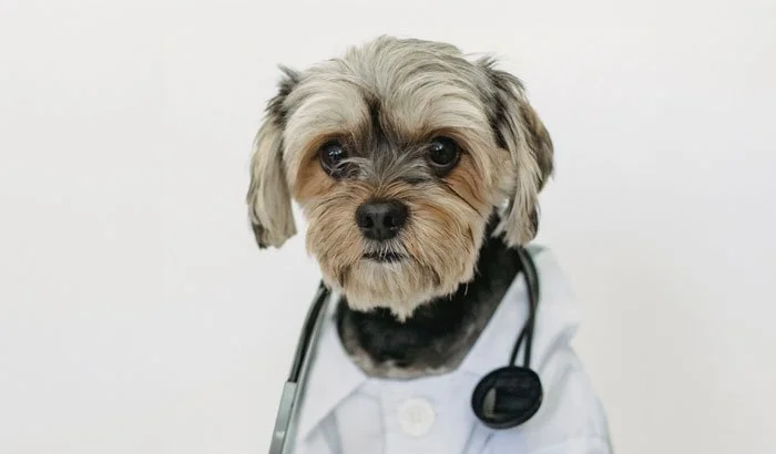 A dog dressed as a doctor wearing a white coat and stethoscope.