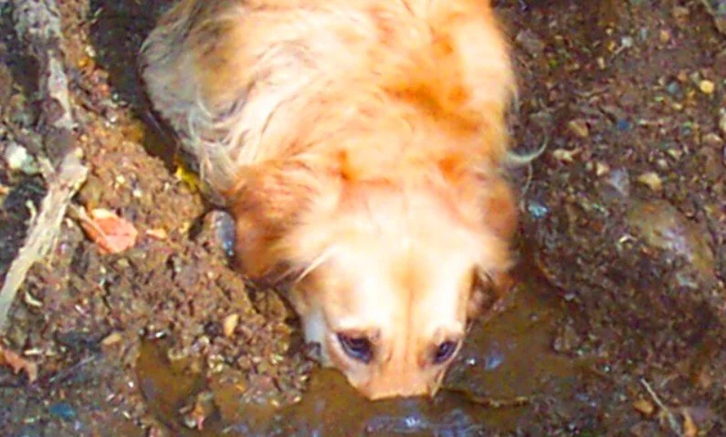 A small, light-colored dog with floppy ears drinking water from a muddy puddle.