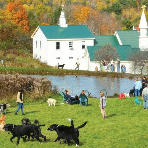 People with dogs on a grassy area near a at Dog Mountain Vermont with fall foliage in the background.