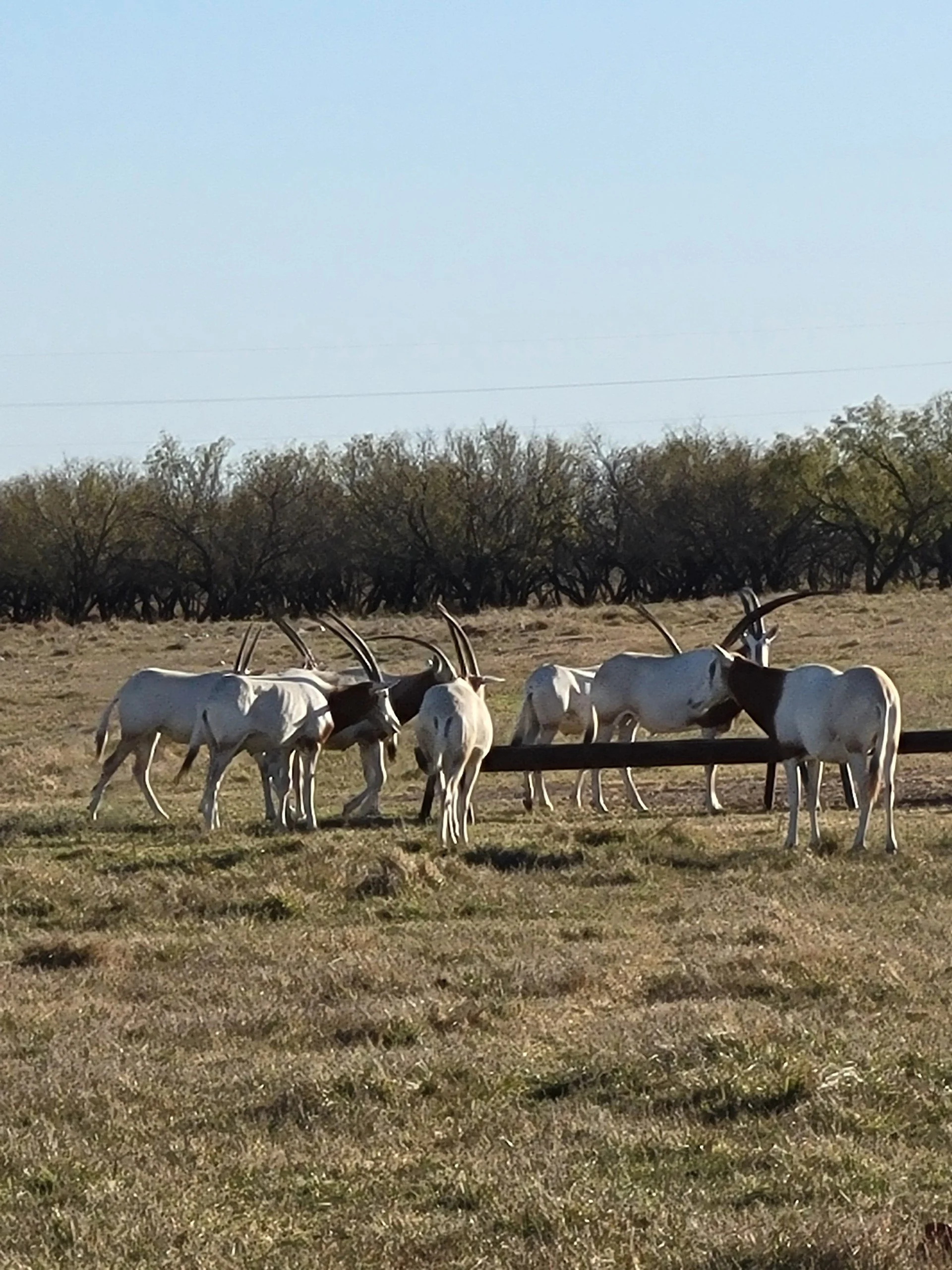 A group of oryx antelopes with long straight horns grazing in a grassy field with some trees in the background.