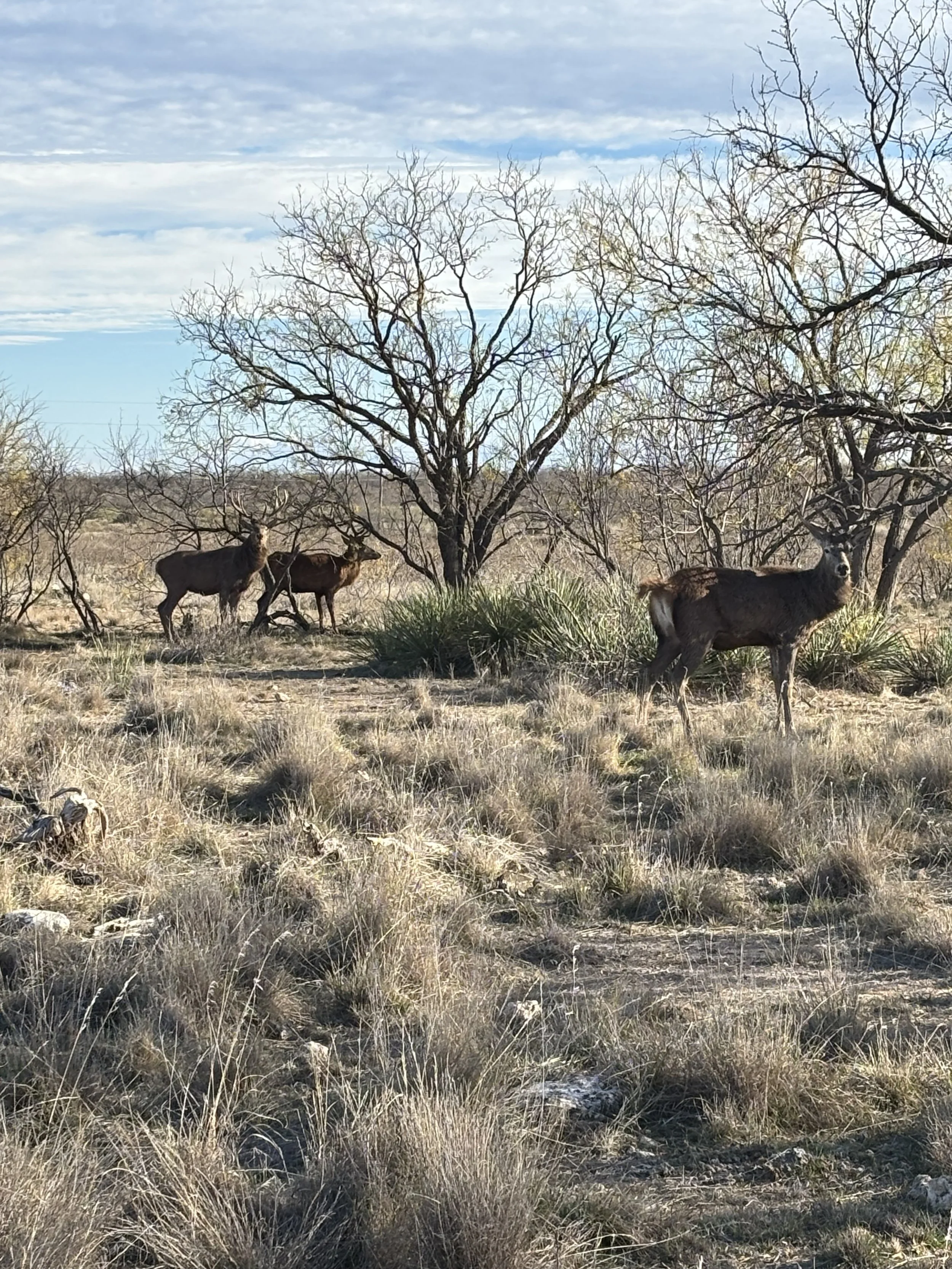 Three donkeys grazing and standing on a dry, grassy field with trees in the background and a partly cloudy sky.