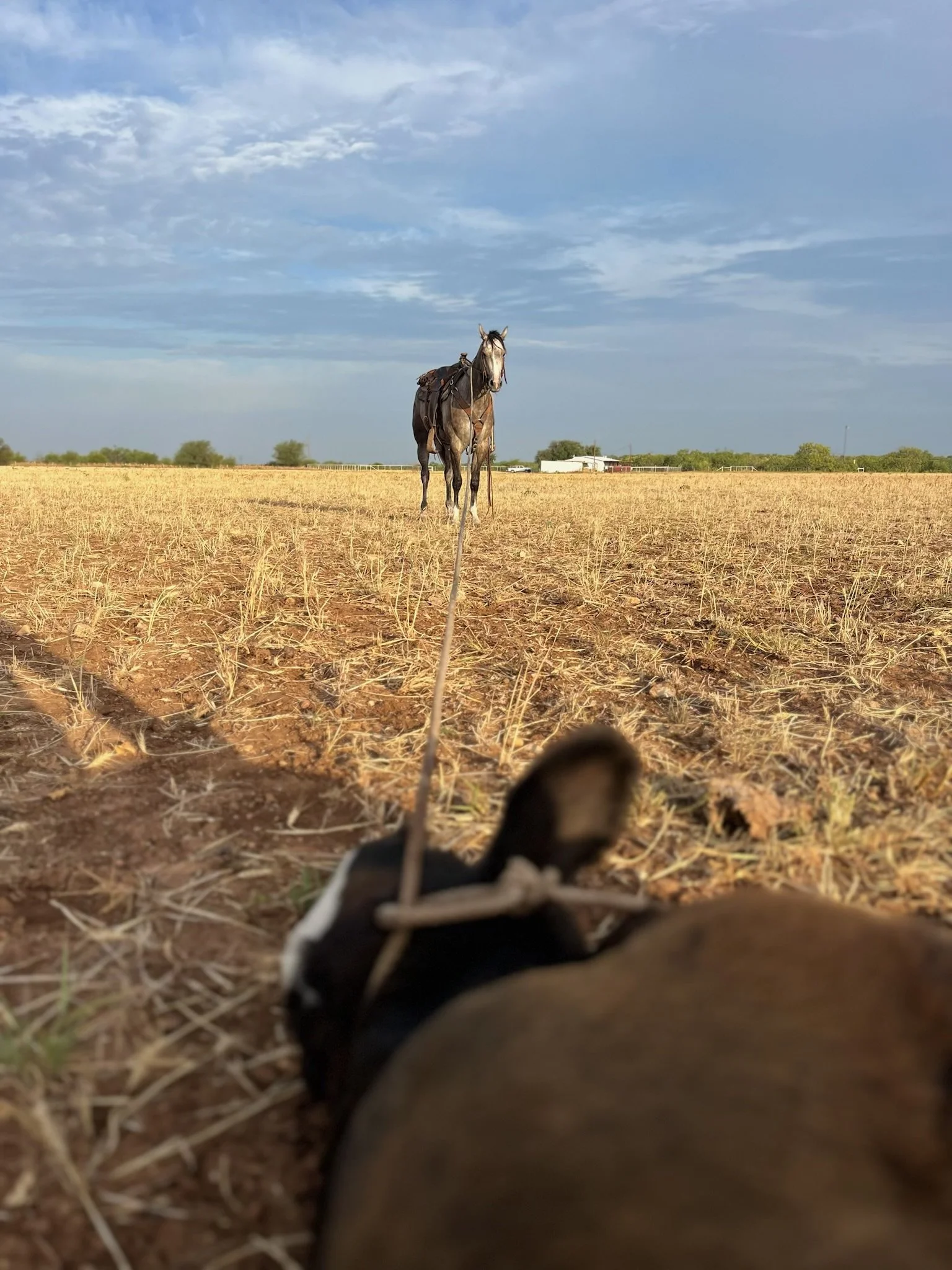 A horse standing in a dry field viewed from a low position, with a rabbit lying on the ground in the foreground. The sky is partly cloudy with blue sky visible.