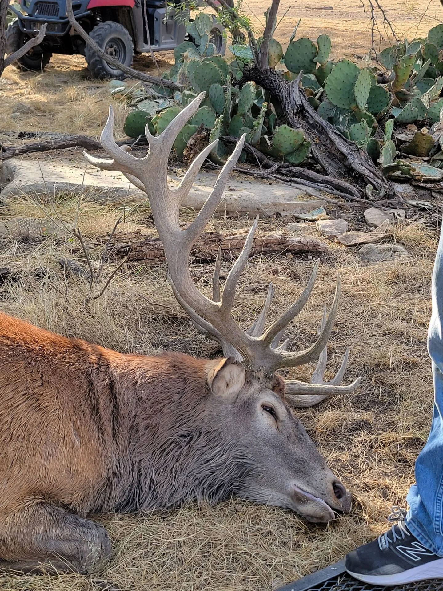 A large elk with a brown body and a prominent set of antlers lying on dry grass. A person's foot in sneakers is partially visible on the right side, and in the background are cactus plants and a fallen tree.