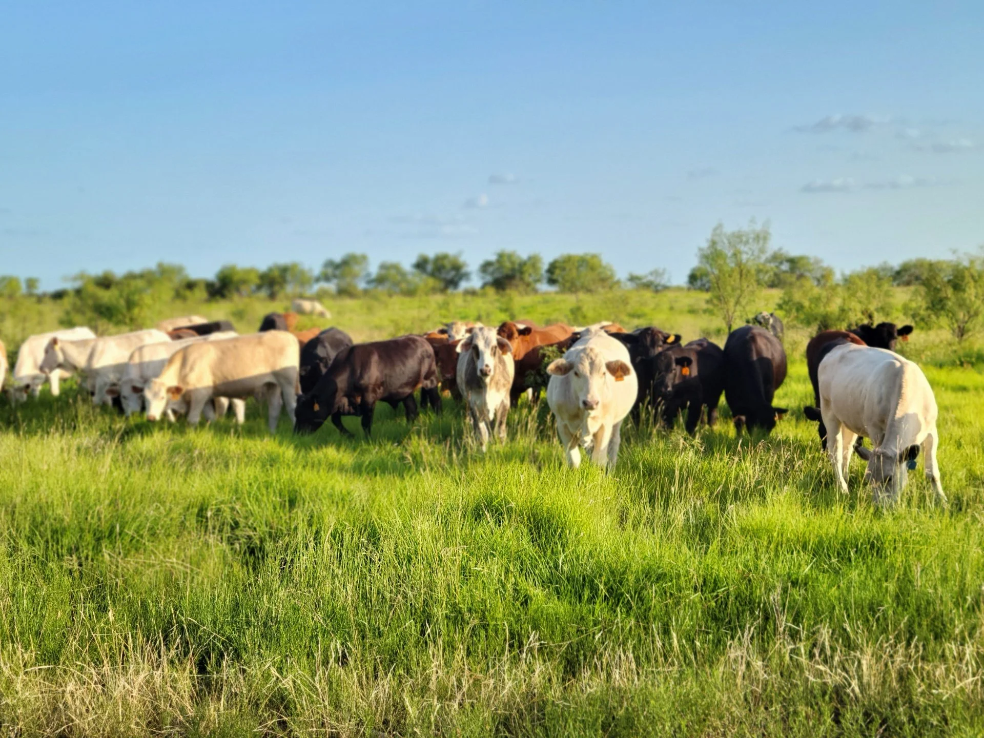 A herd of cows grazing on green grass in a field with trees in the background and a blue sky.
