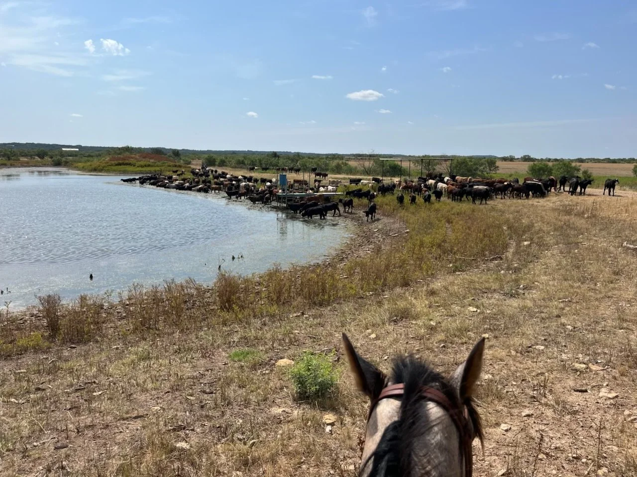 A cowboy on horseback herding cattle along the shoreline of a lake in a rural landscape under a blue sky with scattered clouds.