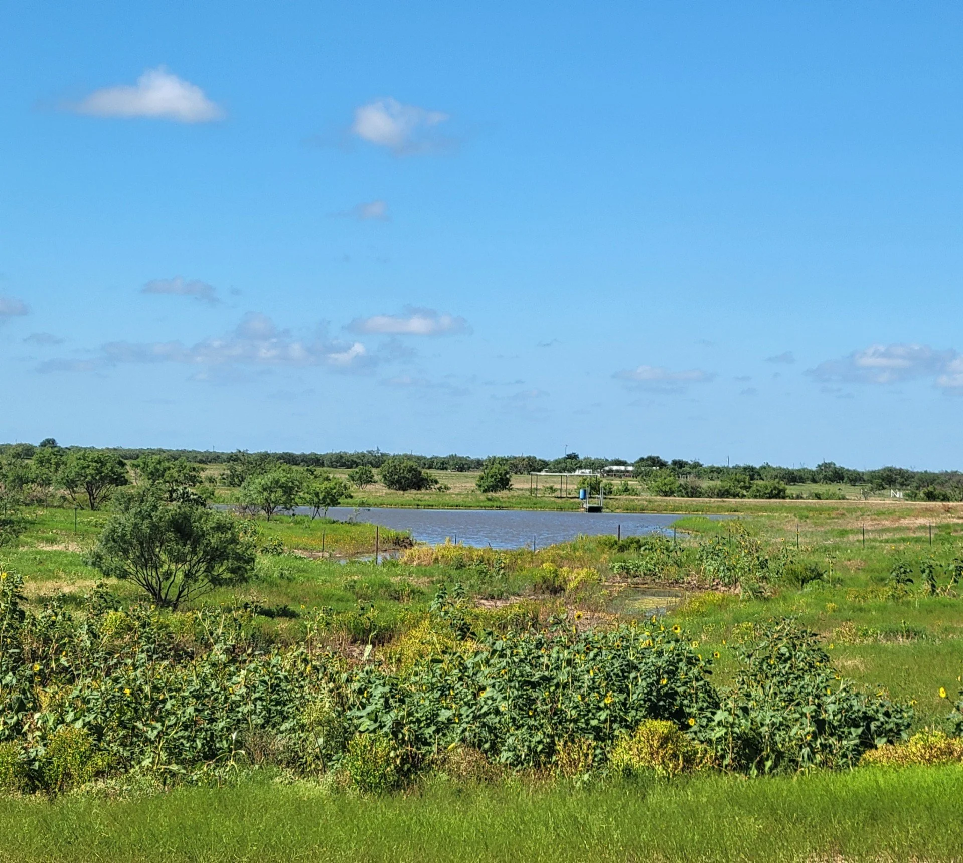 Open landscape with green grass, bushes, small trees, a body of water, and a blue sky with scattered clouds.