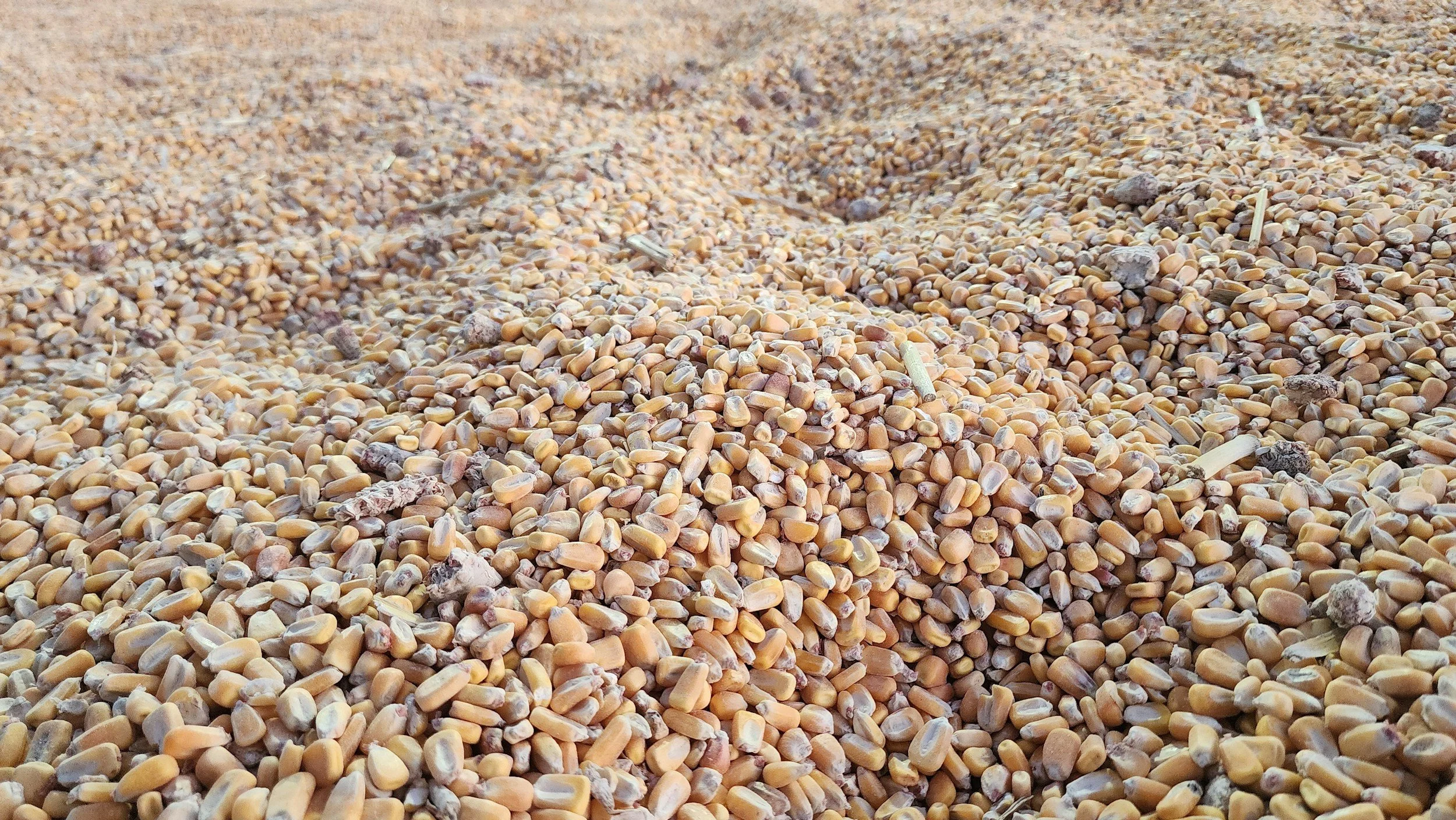 Close-up view of a large pile of cracked yellow corn for livestock feed