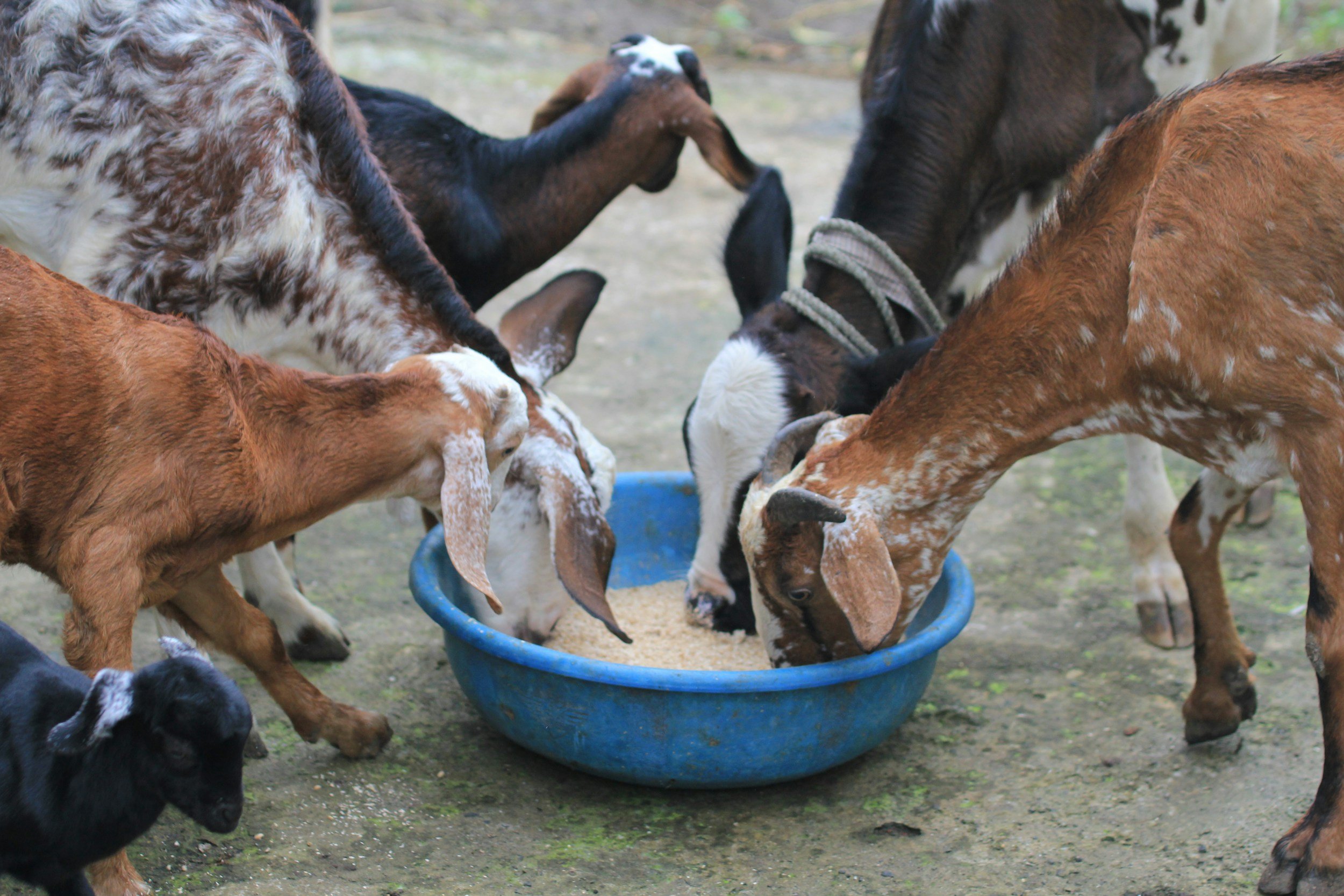 Group of goats gathered around a blue feeding trough, eating and drinking outdoors.