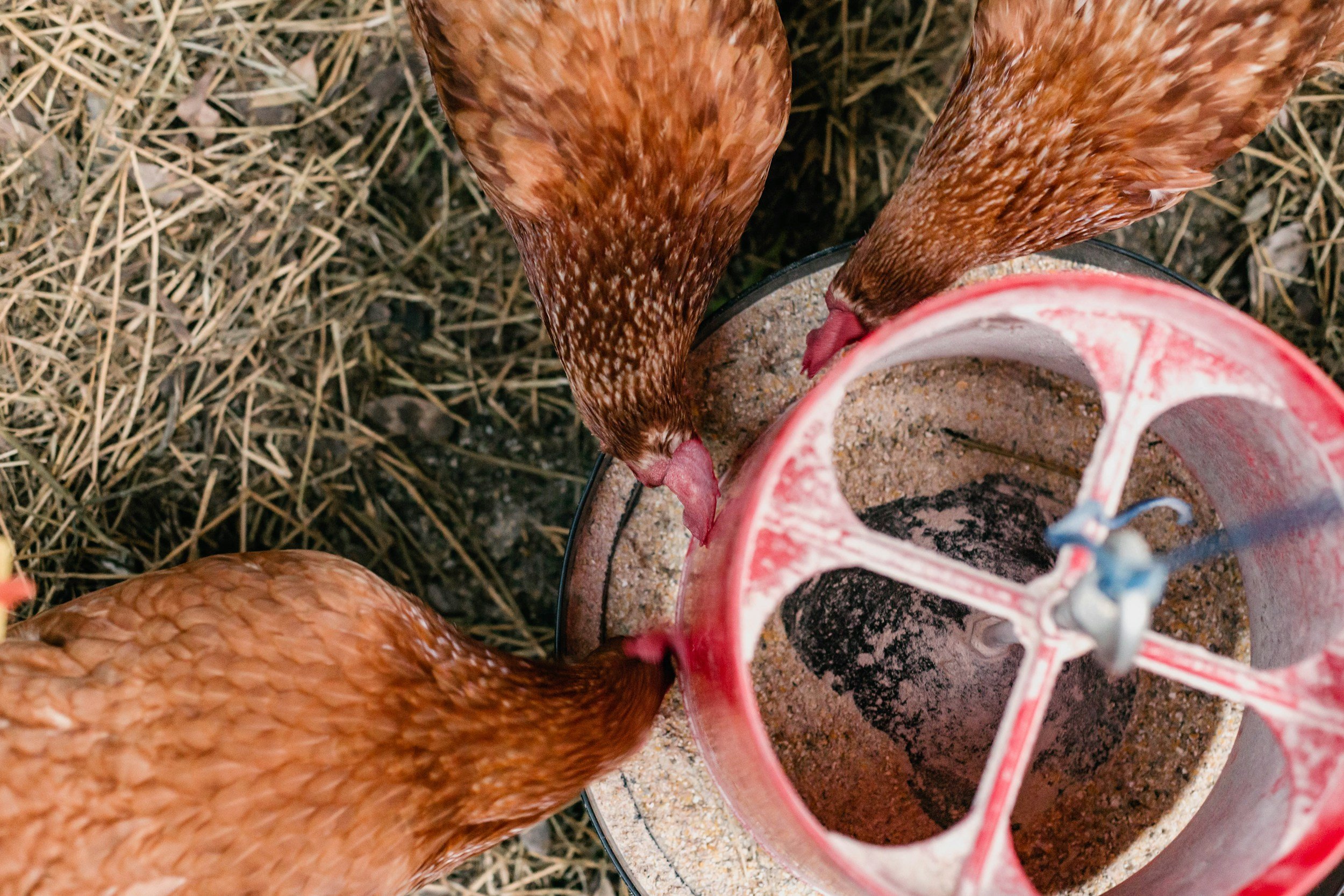 Several chickens are gathered around a red and white feeder containing mixed chicken feed. The chickens are reddish-brown and are pecking at the feed on the ground in an outdoor farm setting with straw.