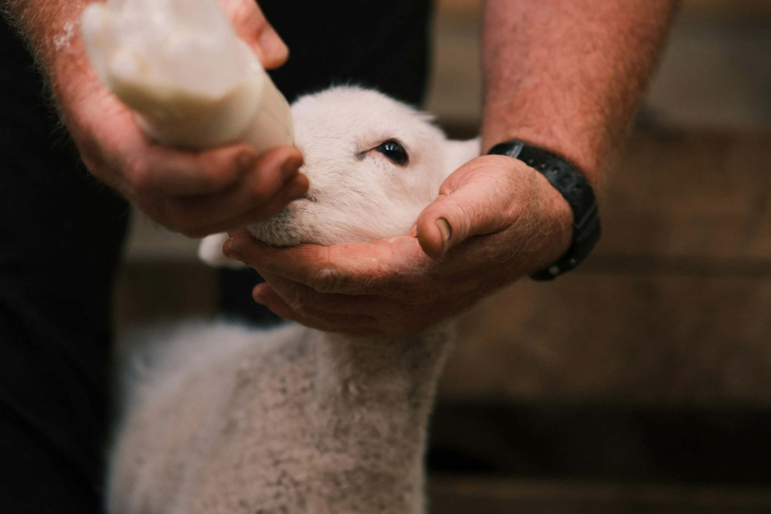 Person feeding a small white lamb milk with a bottle.